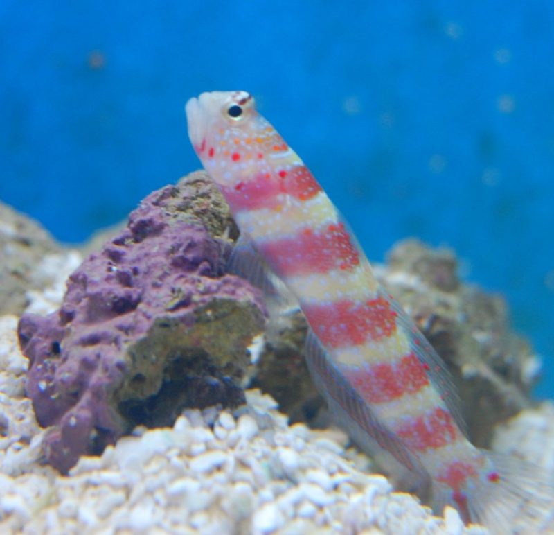 Wheelers Goby