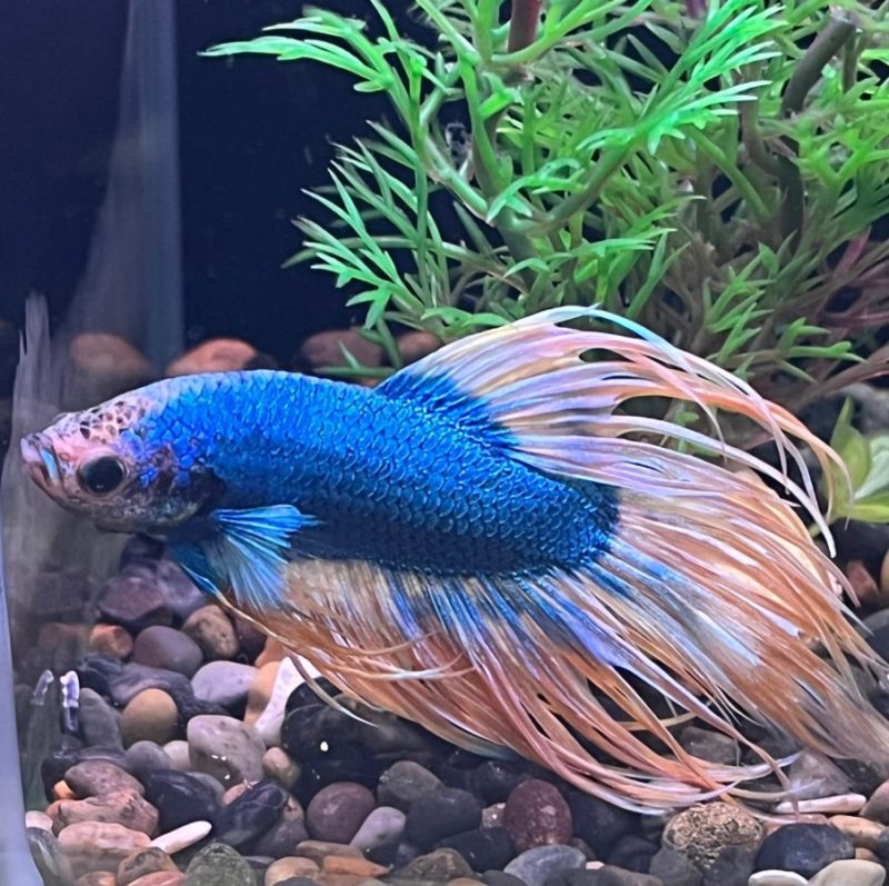 Crowntail Betta