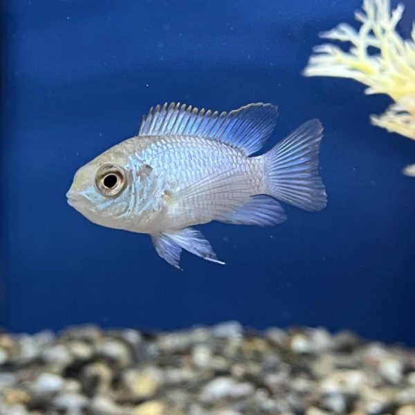 Electric Blue Acara