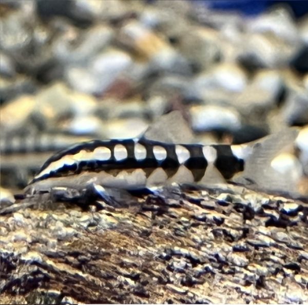 Dwarf Chain Loach