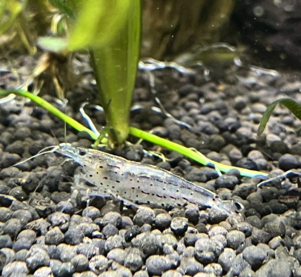 Amano Shrimp