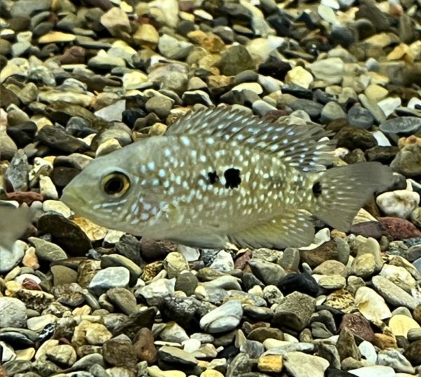 Carpintis Cichlid