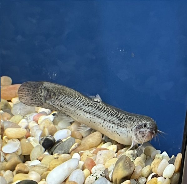 Weathered Dojo Loach