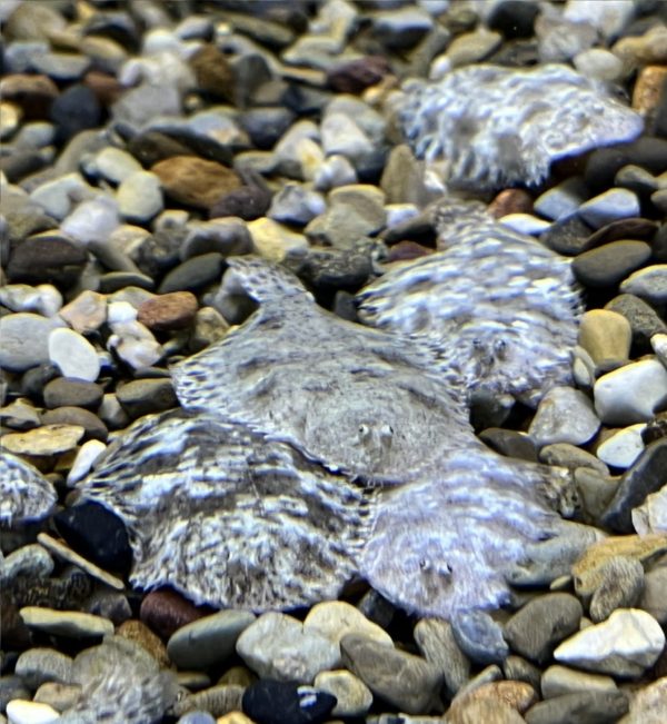 Freshwater Flounder