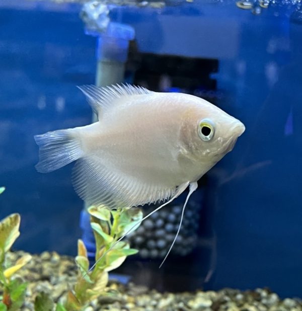 Giant Gourami