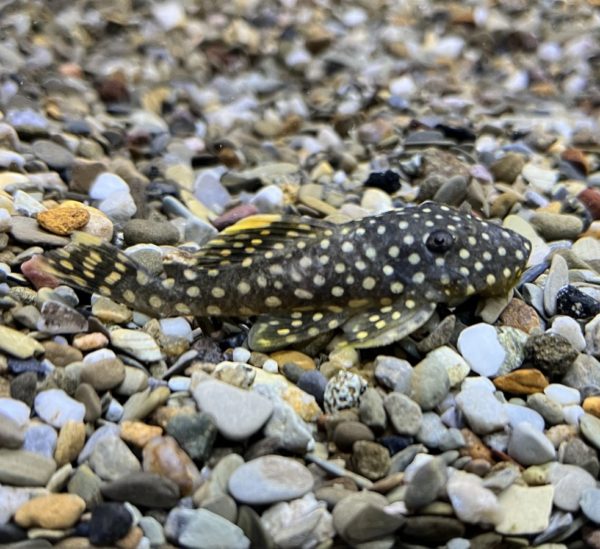 Gold Nugget Pleco L177