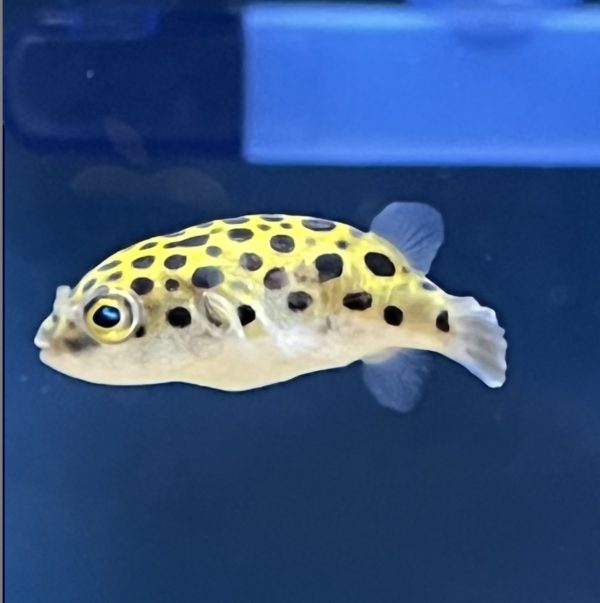 Green Spotted Puffer