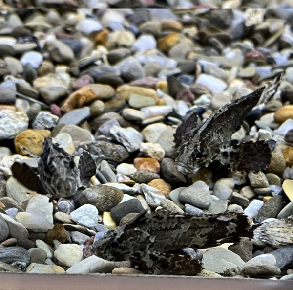 Indian Butterfly Goby