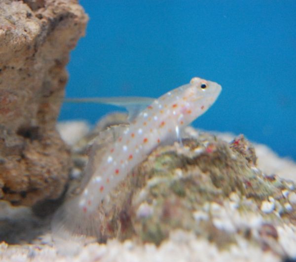 Tangaroa Goby