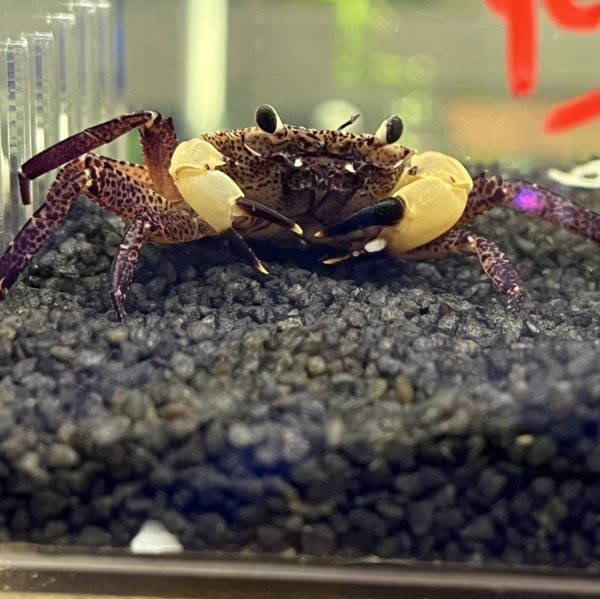 Towuti Crab