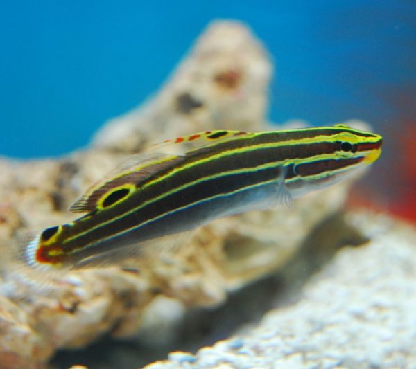 Hector's Goby