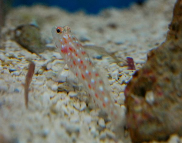 Tangaroa Goby - Image 2