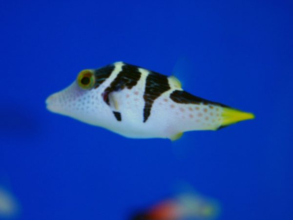 Valentini Puffer