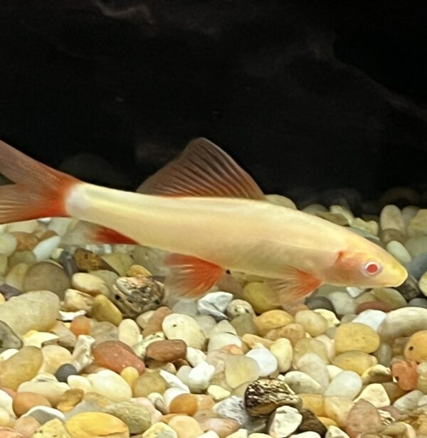 Albino Rainbow Shark - Image 2