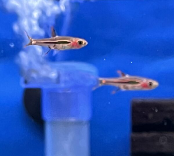 Chili Rasbora