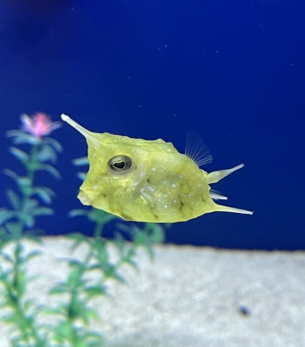 Long Horn Cowfish