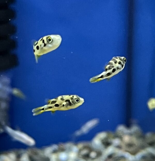 Dwarf Pea Puffer