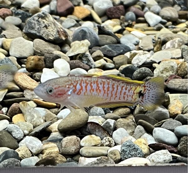 Peacock Gudgeon