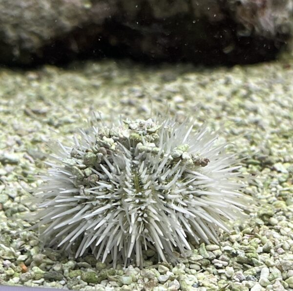 Pincushion Urchin