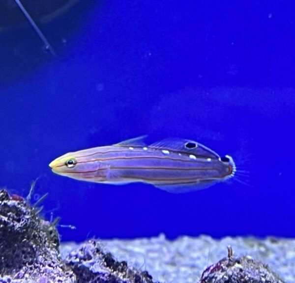 Rainford's Goby