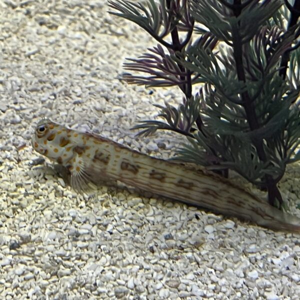 Red Spotted Blenny