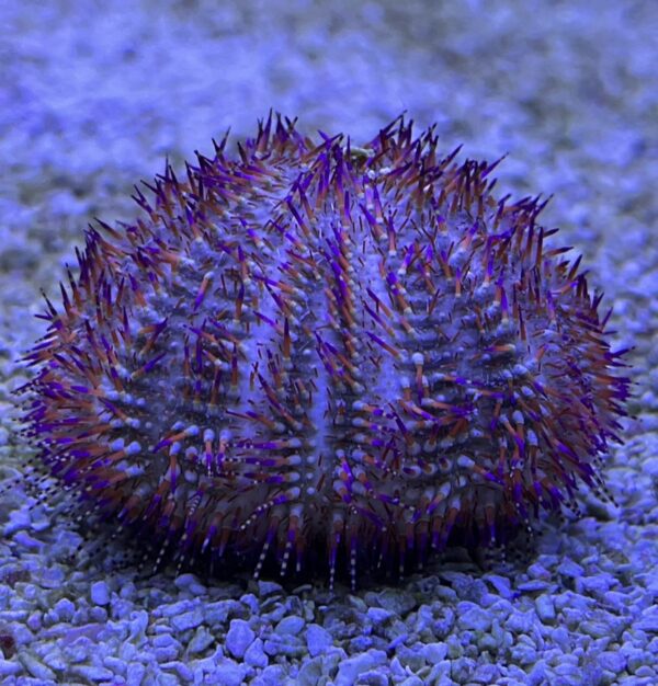 Red Pincushion Urchin