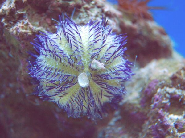 Purple Pincushion Urchin