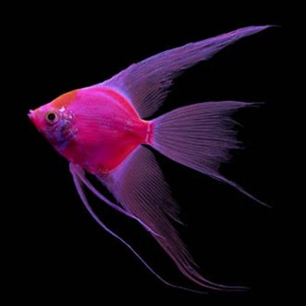 GloFish Angel