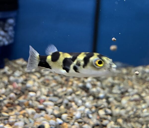 Amazon Puffer