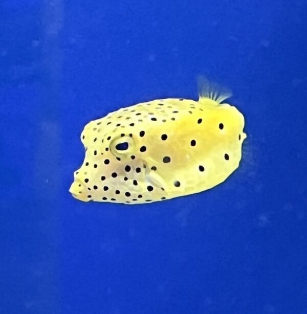 Cube Boxfish