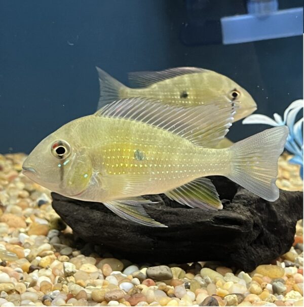 Geophagus Heckelii