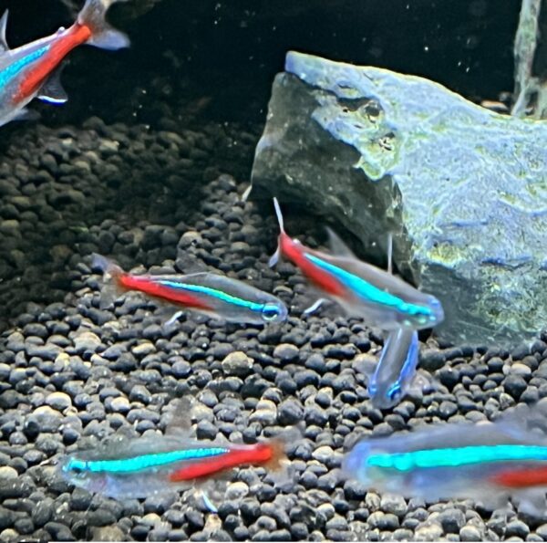 Neon Tetra