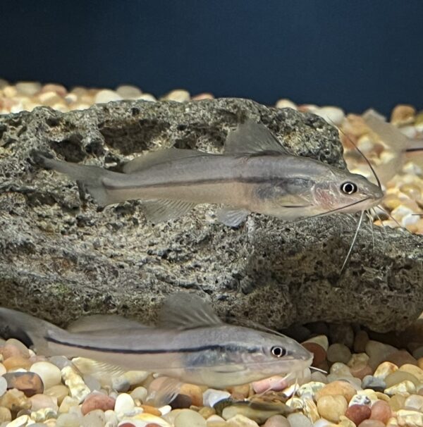 1 Line Pictus Catfish